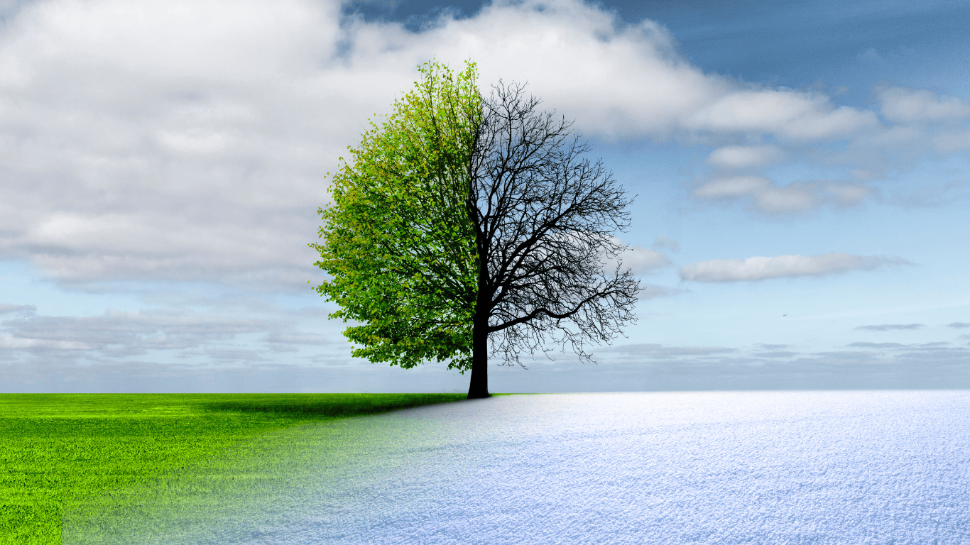arbol primaveral que se convierte a invernal